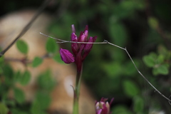 Anacamptis papilionacea