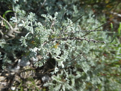 Artemisia caerulescens gallica