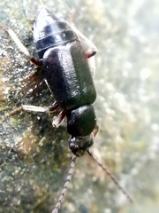 Proteininae