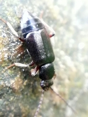 Proteininae