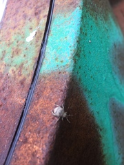 Pseudocneorhinus bifasciatus