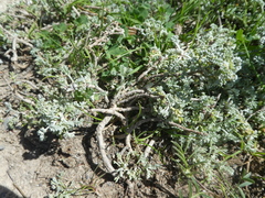 Artemisia caerulescens gallica
