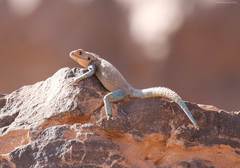Agama tassiliensis
