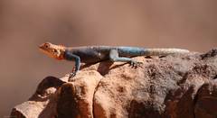 Agama tassiliensis