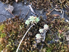 Sedum hispanicum