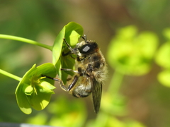 Platynochaetus setosus