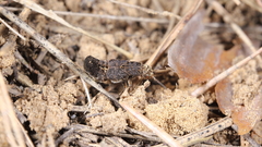 Dinothenarus pubescens