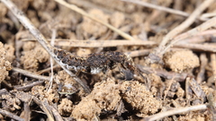 Dinothenarus pubescens