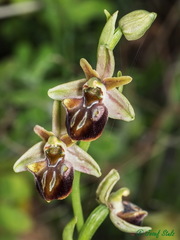 Ophrys sphegodes cretensis
