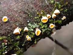 Lachnellula subtilissima