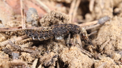 Dinothenarus pubescens