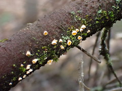 Lachnellula subtilissima