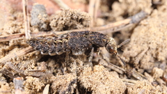 Dinothenarus pubescens