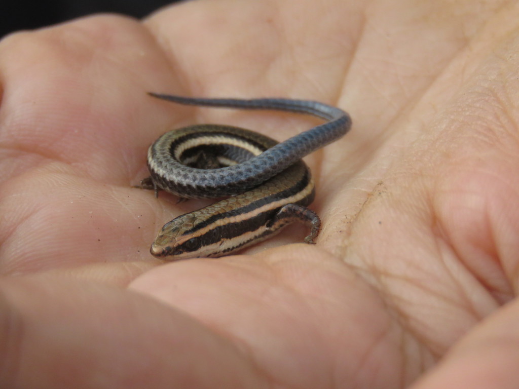 Micrablepharus atticolus