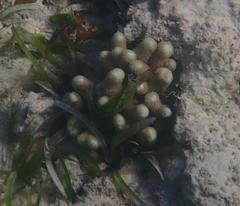 Porites porites