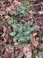 Hydrophyllum macrophyllum