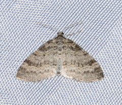 Lobophora nivigerata