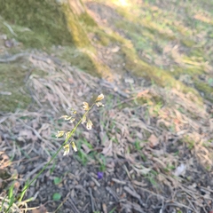 Anthoxanthum australe