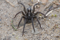Trochosa terricola