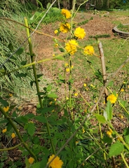Kerria japonica