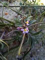 Malcolmia ramosissima