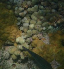 Porites porites