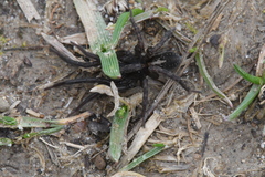 Trochosa terricola