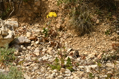 Crepis vesicaria taraxacifolia