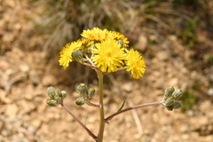 Crepis vesicaria taraxacifolia