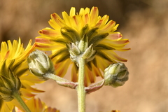 Crepis vesicaria taraxacifolia