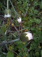 Bellis pappulosa