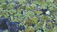Salvinia auriculata