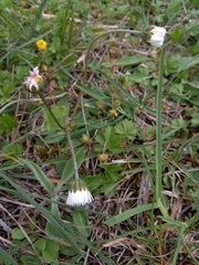 Bellis pappulosa