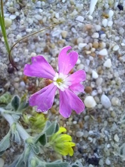Silene littorea