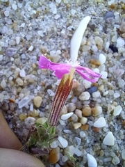 Silene littorea