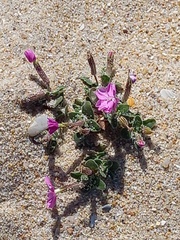 Silene littorea