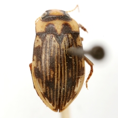 Mystonectes titulus