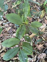 Pimenta racemosa