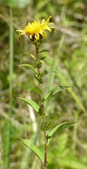 Pentanema salicinum