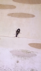 Dromius quadrimaculatus
