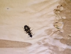 Dromius quadrimaculatus