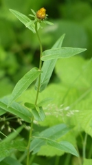 Pentanema salicinum