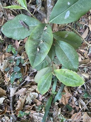 Pimenta racemosa