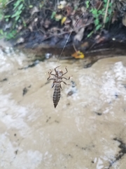 Cordulegaster maculata