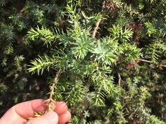 Juniperus macrocarpa