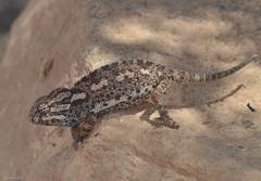 Chamaeleo chamaeleon chamaeleon
