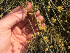 Ephedra fragilis