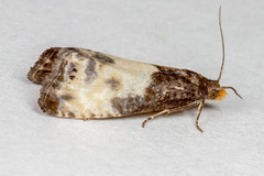 Notocelia cynosbatella