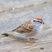 Chipping Sparrow - Photo (c) Stephen Taylor, some rights reserved (CC BY-NC), uploaded by Stephen Taylor