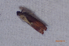 Episimus tyrius